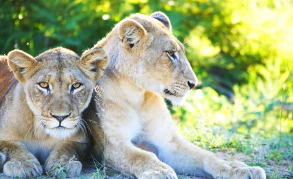 We are just now beginning to understand the potentially irreplaceable services these animals can provide, says researcher Chris O'Bryan We are just now beginning to understand the potentially irreplaceable services these animals can provide, says researcher Chris O'Bryan